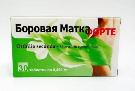 Боровая матка фото где растет